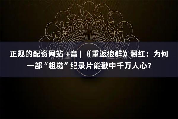 正规的配资网站 +音 | 《重返狼群》翻红：为何一部“粗糙”纪录片能戳中千万人心？